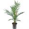 7408 - phoenix canariensis 90-110 20 cm 800-min