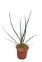 8267 - hesperaloe r rubra-min 1