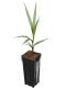 8546 - hyophorbe lagenicaulis 1 7 ltr-min