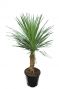 8662 - cordyline australis-min