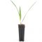 9293 - chamaerops humilis-min