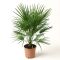 0001 chamaerops humilis