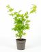 Acer going green p10