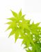 Acer going green p10