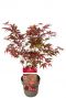 Acer palmatum atropurpureum planten