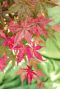 Acer palmatum beni maiko gartenpflanze