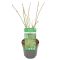 Acer palmatum butterfly 2-min