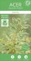 Acer palmatum butterfly 3-min