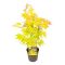 Acer palmatum orange dream 1-min