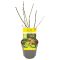 Acer palmatum orange dream 2-min