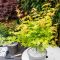 Acer palmatum orange dream 3-min