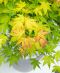 Acer palmatum orange dream 4-min