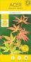 Acer palmatum orange dream 5-min
