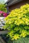 Acer shirasawanum jordan tuinplant p19