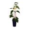 Actinidia deliciosa jenny