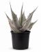Agave havardiana p22 - 1