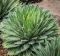 Agave victoriae reginae1-min
