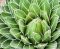 Agave victoriae reginae2-min