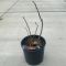 Albizia julibrissin rosea-min