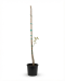 Albizia julibrissin rosea p26-01