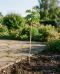 Albizia julibrissin rosea p26-04