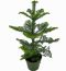 Araucaria heterophylla p17 k