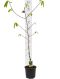 Asimina triloba white background