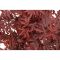Atropurpureum blad-min