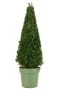 Buxus sempervirens pyramid p21 1