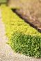 Buxus sempervirens - 2 x 6-Pack