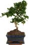 Carmona macrophylla bonsai s