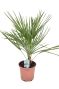 Chamaerops humilis p18 1
