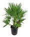 Chamaerops humilis p24