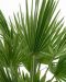 Chamaerops humilis vulcano p24 - p