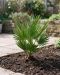 Chamaerops humilis vulcano p24 - p