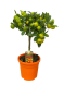 Chatgpt image 31 jul 2025 09 46 25