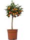 Citrus kumquat 60-80 23 k-min