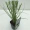 Cortaderia pumila p13