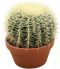 Echinocactus grusonii p20