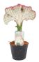 Euphorbia lactea
