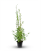 Fargesia nitilda black pearl p17-01
