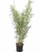 Fargesia robusta campbell p28 - 1