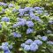 Hydrangea early blue 2 k-min
