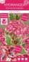Hydrangea serrata euphoria pink 5