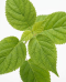 Hydrangea arborescens Strong Annabelle