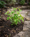 Hydrangea strong anabelle p18 03