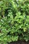 Ilex crenata Jenny - 2 x 6-pack