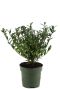 Ilex crenata Jenny - set of 5