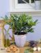Laurus nobilis