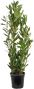 Laurus nobilis